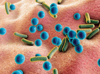 ASSE INTESTINO – CERVELLO – PELLE