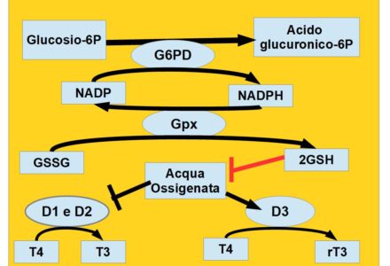 I CARBOISRATI SONO IMPORTANTI PER LA TIROIDE