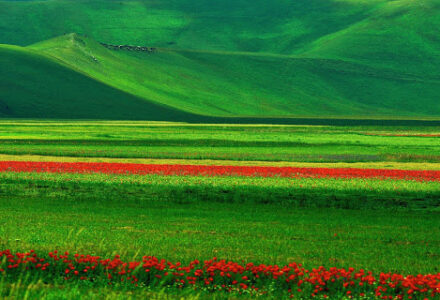 NELLA NATURA SOSTANZE ANTITUMORALI