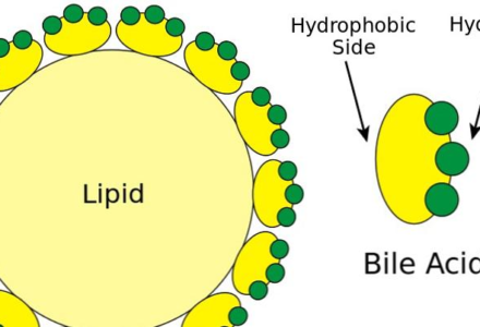 ACIDI BILIARI: GLI ORMONI DIMENTICATI