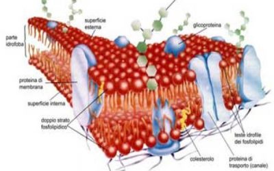 Analisi del Profilo Lipidomico di Membrana